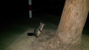 Auf dem Heimweg vom Moonlight Cinema stand auf einmal dieses süße Possum neben mir...mitten im Stadtzentrum