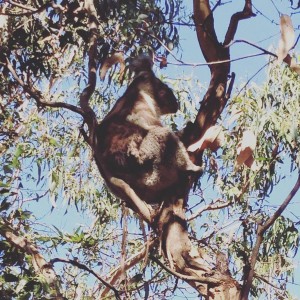 Wir haben wilde Koalas gesehen, nur wenige Meter von uns entfernt hingen 5 von den kleinen Rackern in den Bäumen